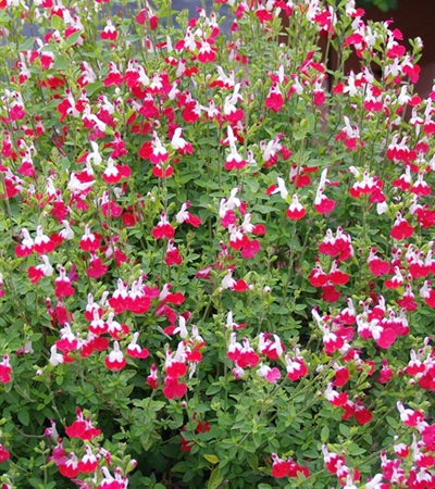 Little-Leaf Sage Little Kiss